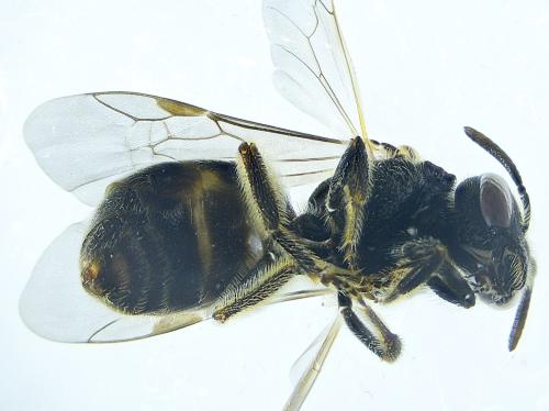 Lasioglossum sp.